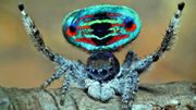 Peacock spider!